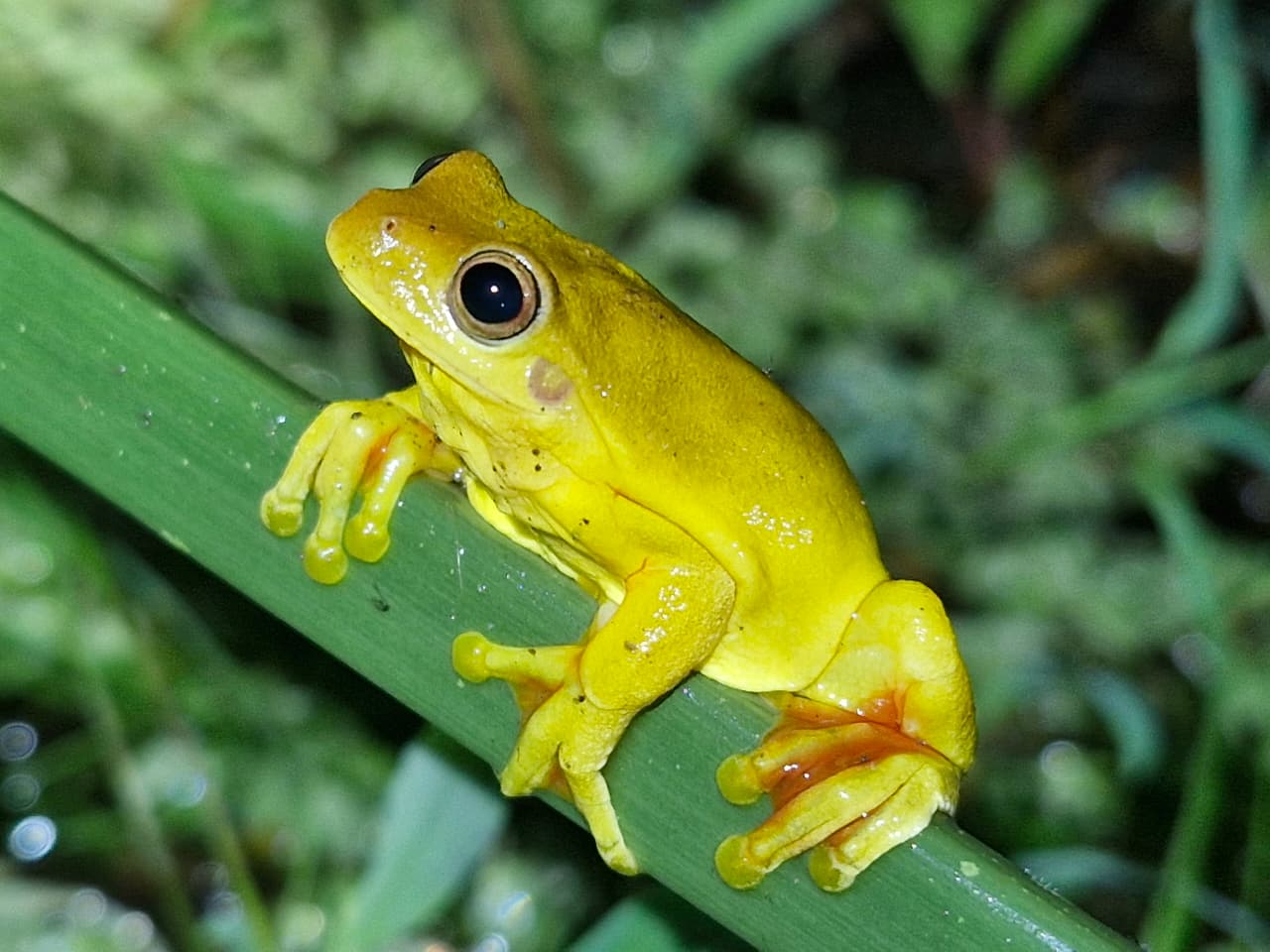 Yellow frog